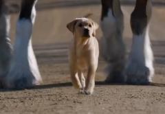 Bild zu Budweiser Video Puppy Love