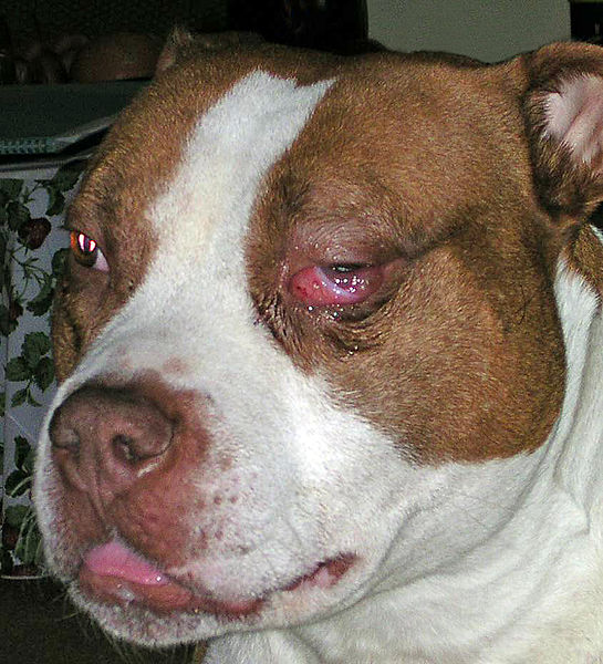 DOOGGS Neurologische Erkrankung des Hundes im HundeInfoPortal