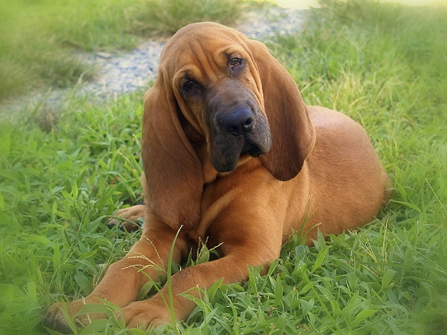 DOOGGS | Hund | Bloodhound | Bluthund | Chien De Saint Hubert